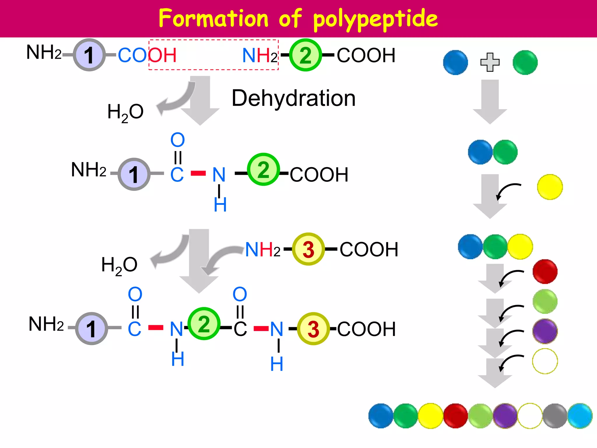 Chemistry of Amino Acids (Protein Chemistry I)