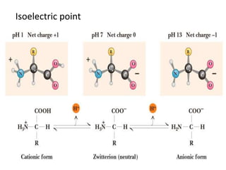 Isoelectric Chemistry of amino acids | PPTX