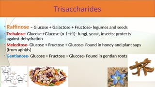 Trisaccharides
•Raffinose – Glucose + Galactose + Fructose- legumes and seeds
• Trehalose- Glucose +Glucose (α 1→1)- fungi, yeast, insects; protects
against dehydration
• Melezitose- Glucose + Fructose + Glucose- Found in honey and plant saps
(from aphids)
• Gentianose- Glucose + Fructose + Glucose- Found in gentian roots
 