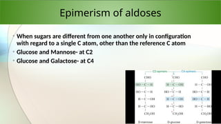 Epimerism of aldoses
• When sugars are different from one another only in configuration
with regard to a single C atom, other than the reference C atom
• Glucose and Mannose- at C2
• Glucose and Galactose- at C4
 