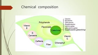 Chemistry of green tea and its applications | PPTX