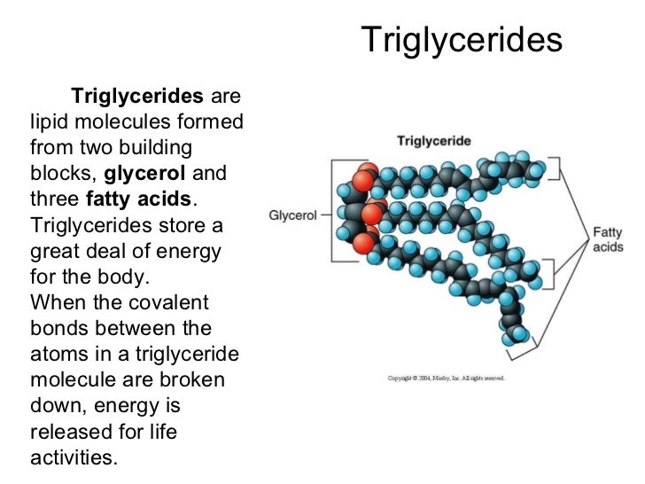The Building Blocks Of Triglycerides Are The Building Blocks Of Triglycerides Are