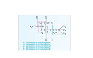 Chemistry of lipid 2 _ Classification of Lipids.pptx