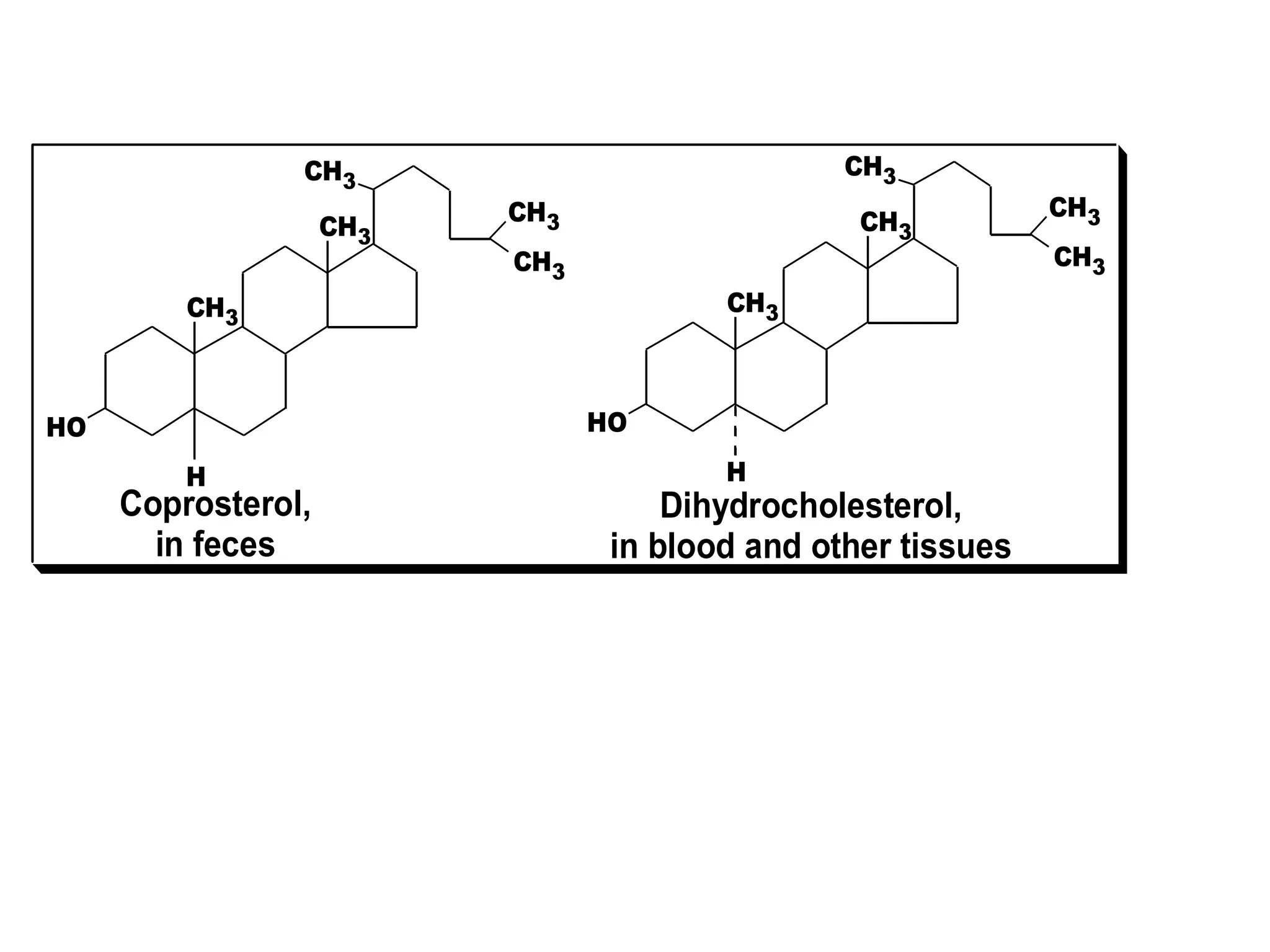 CH3
CH3
HO
CH3
CH3
CH3
Coprosterol,
in feces
H
CH3
CH3
HO
CH3
CH3
CH3
Dihydrocholesterol,
in blood and other tissues
H
 
