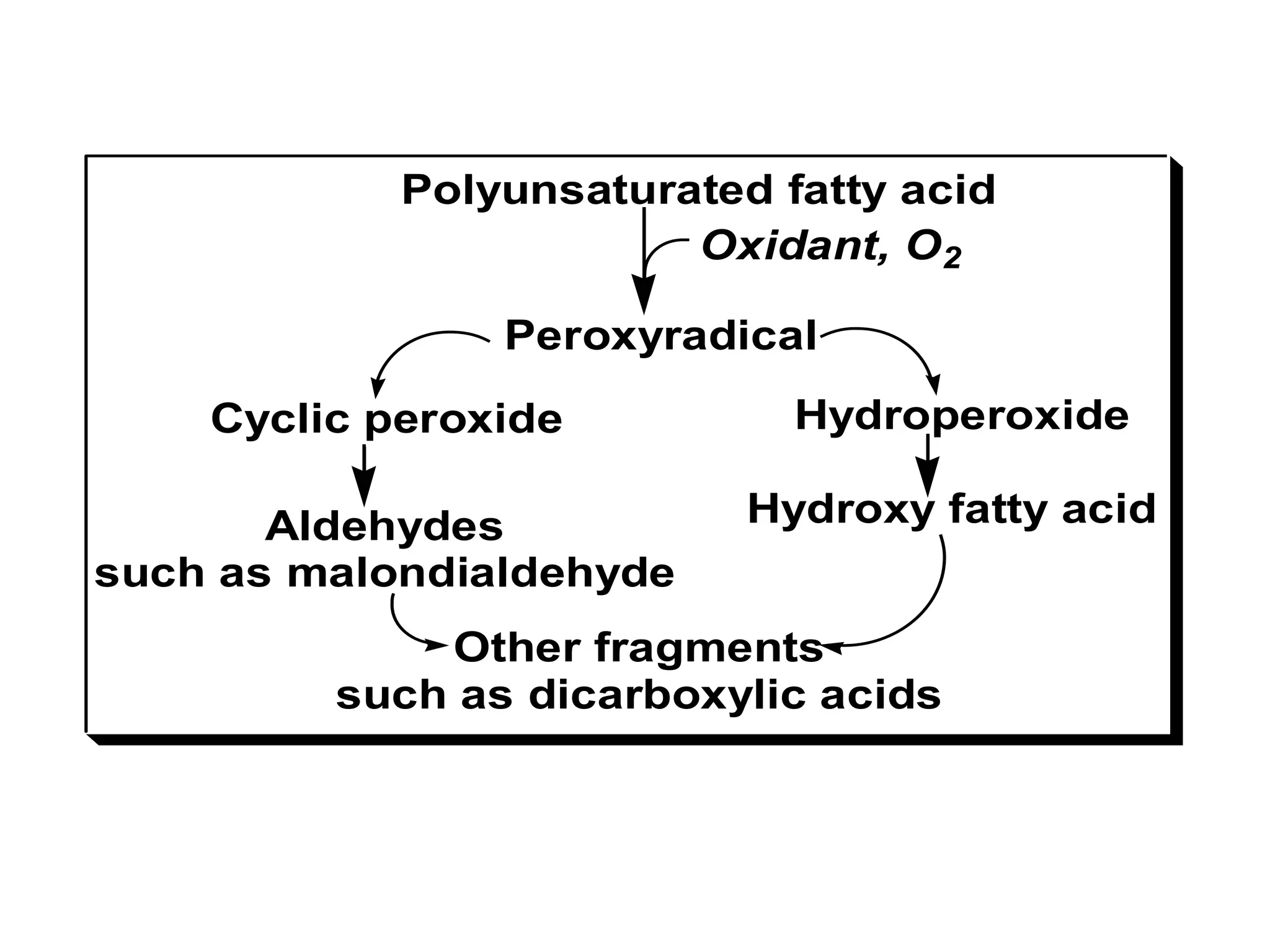 Polyunsaturated fatty acid
Peroxyradical
Oxidant, O2
Hydroperoxide
Hydroxy fatty acid
Cyclic peroxide
Aldehydes
such as malondialdehyde
Other fragments
such as dicarboxylic acids
 