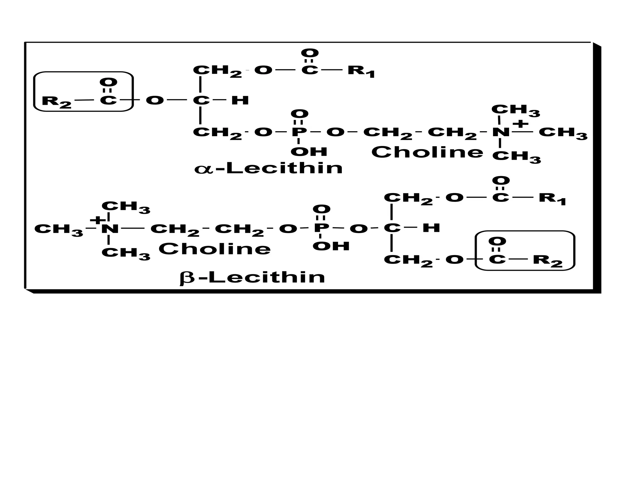 CH2 O
C H
O
CH2
C
C
O P
R1
R2
O
O
-Lecithin
O
OH
O
CH2 O
C H
CH2
C
O
R1
O
-Lecithin
P
OH
O
C R2
O
CH2 CH2 N
CH3
CH3
CH3
+
O
CH2
CH2
N
CH3
CH3
CH3
+
Choline
Choline
O
 