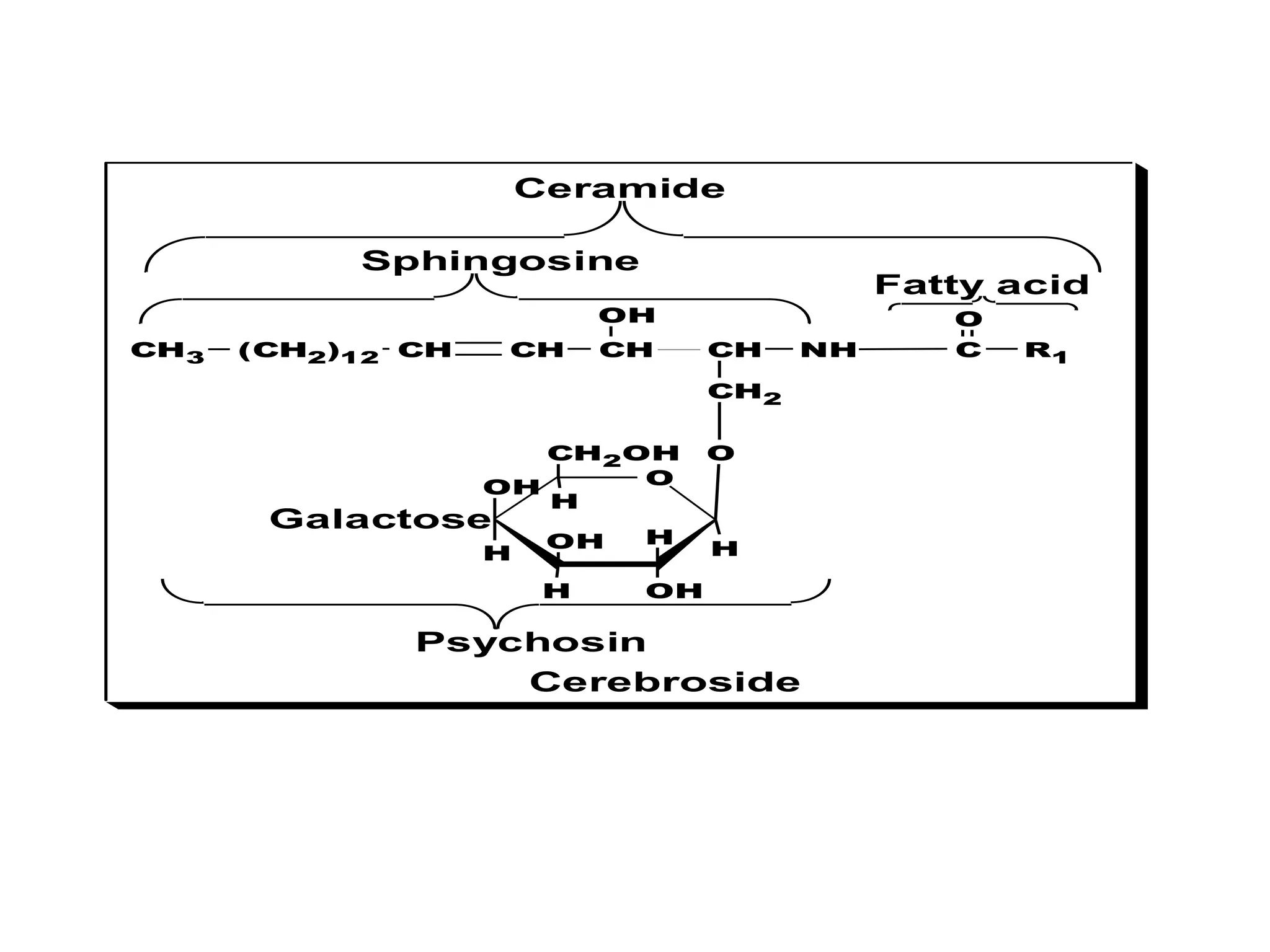 CH CH NH
CH2
CH
CH
(CH2)12
CH3
OH
Sphingosine
C R1
O
O
Psychosin
Fatty acid
Ceramide
Cerebroside
O
OH
H H
H
OH
H
OH
CH2OH
H
Galactose
 