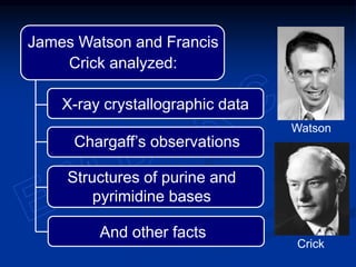 Watson & Crick proposed a model of DNA structure
 