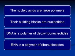 DNA is present in the nucleus (in
eukaryotes, some DNA is present in the
mitochondria also)
RNA is mainly extranuclear
 
