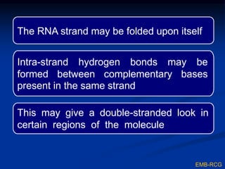 hnRNA is processed to form mRNA
The cap and tail are added during
processing
Many nucleotides are removed during
processing
 