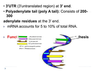 • tRNA accounts for 15-30% of total cellular RNAs.
• tRNA is smaller in size.
• tRNA is synthesized as precursor tRNA.
• M...