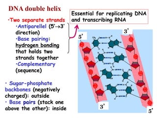 Chemistry of nucleic acids | PPT