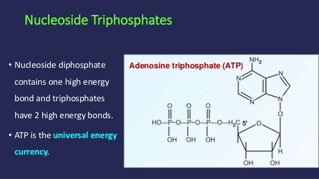 universal absorb energy to how Chemistry of nucleotides