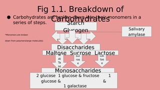 Fig 1.1. Breakdown of
Carbohydrates
● Carbohydrates are broken down into their monomers in a
series of steps.
*Monomers are broken
down from polymers(large molecules)
Starch
Glycogen
Disaccharides
Maltose Sucrose Lactose
M
Al
Ta
se
suc
ras
e
Lac
tas
e
Monosaccharides
2 glucose 1 glucose & fructose 1
glucose & &
1 galactase
Salivary
amylase
 