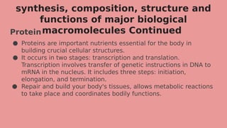 synthesis, composition, structure and
functions of major biological
macromolecules Continued
Protein
● Proteins are important nutrients essential for the body in
building crucial cellular structures.
● It occurs in two stages: transcription and translation.
Transcription involves transfer of genetic instructions in DNA to
mRNA in the nucleus. It includes three steps: initiation,
elongation, and termination.
● Repair and build your body's tissues, allows metabolic reactions
to take place and coordinates bodily functions.
 