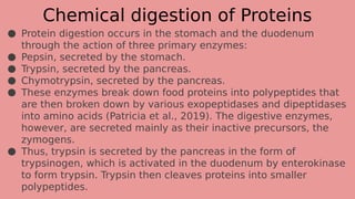 Chemical digestion of Proteins
● Protein digestion occurs in the stomach and the duodenum
through the action of three primary enzymes:
● Pepsin, secreted by the stomach.
● Trypsin, secreted by the pancreas.
● Chymotrypsin, secreted by the pancreas.
● These enzymes break down food proteins into polypeptides that
are then broken down by various exopeptidases and dipeptidases
into amino acids (Patricia et al., 2019). The digestive enzymes,
however, are secreted mainly as their inactive precursors, the
zymogens.
● Thus, trypsin is secreted by the pancreas in the form of
trypsinogen, which is activated in the duodenum by enterokinase
to form trypsin. Trypsin then cleaves proteins into smaller
polypeptides.
 