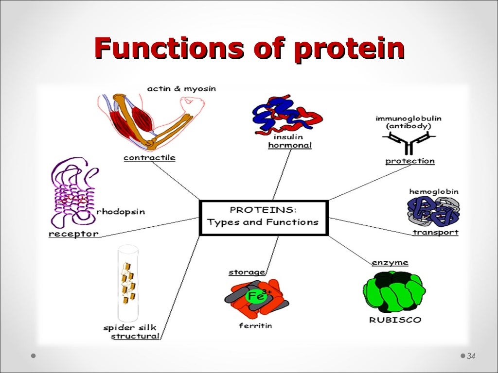 Chemistry of protein