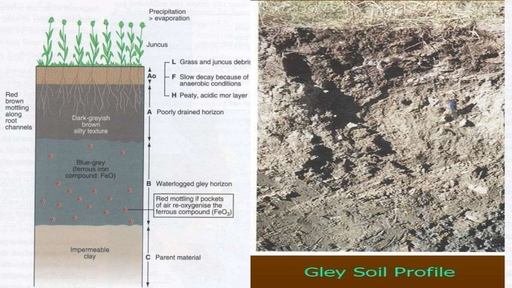 Chemistry of Submerged Soils