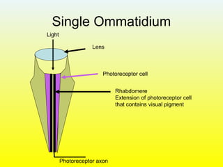 Photoreceptive Rhabdom Chemistry of vision | PPT