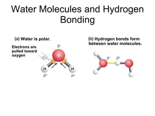 Water Molecules and Hydrogen Bonding Water is polar. Hydrogen bonds form between water molecules.  Electrons are pulled toward oxygen 