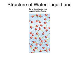 Structure of Water: Liquid and Ice In liquid water, no crystal lattice forms. 