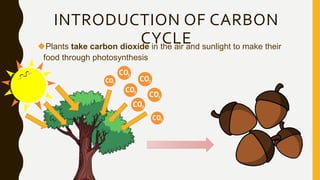 Plants take carbon dioxide in the air and sunlight to make their
food through photosynthesis
INTRODUCTION OF CARBON
CYCLE
 