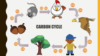 CARBON CYCLE
 