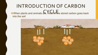 When plants and animals die, most of the stored carbon goes back
into the soil
INTRODUCTION OF CARBON
CYCLE
 