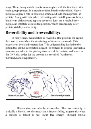 ways. These heavy metals can form a complex with the functional side
chain groups present in a protein or form bonds to free thiols. Heavy
metals also play a role in oxidizing amino acid side chains present in
protein. Along with this, when interacting with metalloproteins, heavy
metals can dislocate and replace key metal ions. As a result, heavy
metals can interfere with folded proteins, which can strongly deter
protein stability and activity.
Reversibility and irreversibility:
In many cases, denaturation is reversible (the proteins can regain
their native state when the denaturing influence is removed). This
process can be called renaturation. This understanding has led to the
notion that all the information needed for proteins to assume their native
state was encoded in the primary structure of the protein, and hence in
the DNA that codes for the protein, the so-called "Anfinsen's
thermodynamic hypothesis".
Denaturation can also be irreversible. This irreversibility is
typically a kinetic, not thermodynamic irreversibility, as generally when
a protein is folded it has lower free energy. Through kinetic
9
 