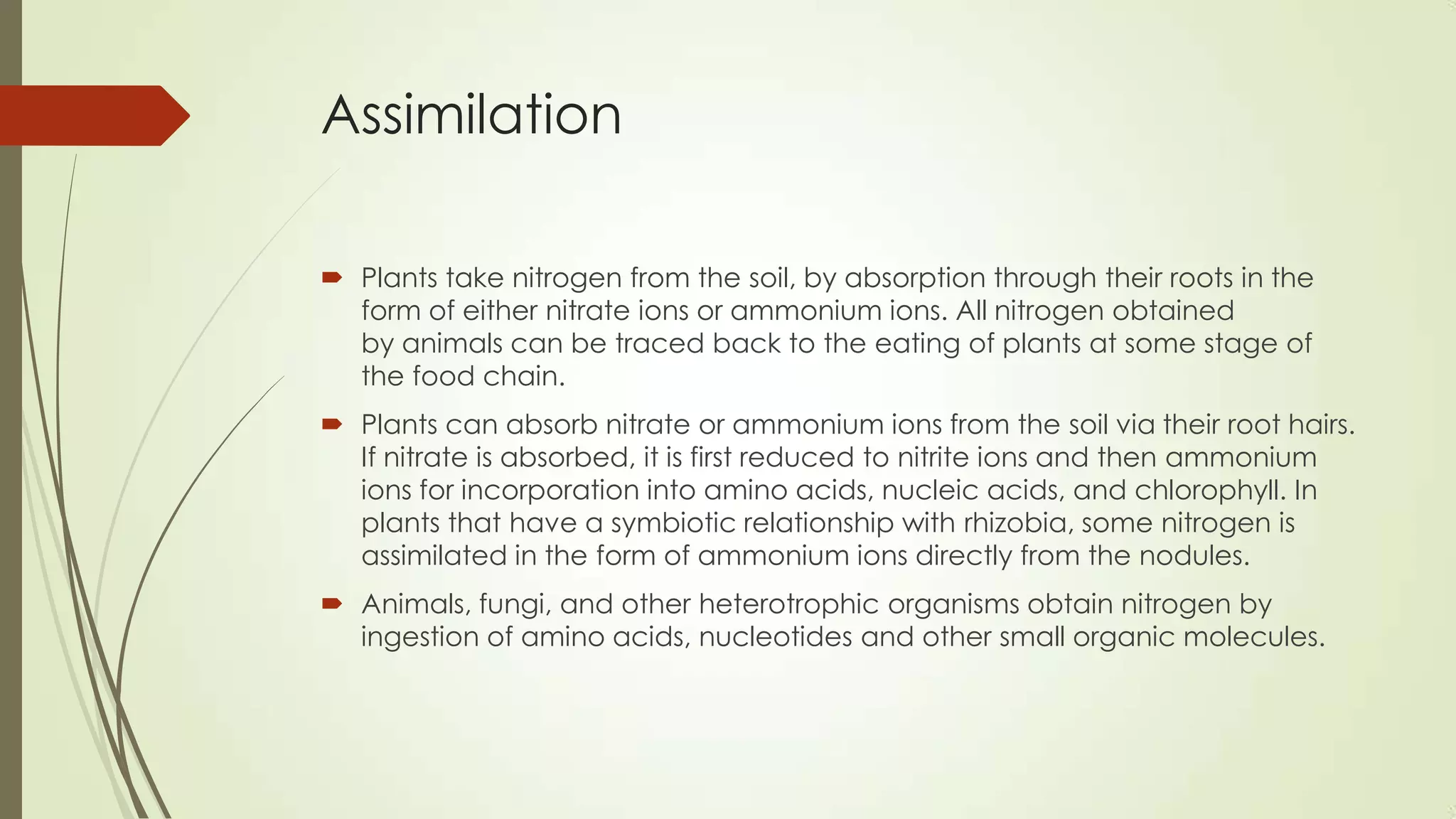 Assimilation
 Plants take nitrogen from the soil, by absorption through their roots in the
form of either nitrate ions or ammonium ions. All nitrogen obtained
by animals can be traced back to the eating of plants at some stage of
the food chain.
 Plants can absorb nitrate or ammonium ions from the soil via their root hairs.
If nitrate is absorbed, it is first reduced to nitrite ions and then ammonium
ions for incorporation into amino acids, nucleic acids, and chlorophyll. In
plants that have a symbiotic relationship with rhizobia, some nitrogen is
assimilated in the form of ammonium ions directly from the nodules.
 Animals, fungi, and other heterotrophic organisms obtain nitrogen by
ingestion of amino acids, nucleotides and other small organic molecules.
 