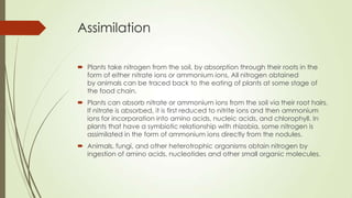 Assimilation
 Plants take nitrogen from the soil, by absorption through their roots in the
form of either nitrate ions or ammonium ions. All nitrogen obtained
by animals can be traced back to the eating of plants at some stage of
the food chain.
 Plants can absorb nitrate or ammonium ions from the soil via their root hairs.
If nitrate is absorbed, it is first reduced to nitrite ions and then ammonium
ions for incorporation into amino acids, nucleic acids, and chlorophyll. In
plants that have a symbiotic relationship with rhizobia, some nitrogen is
assimilated in the form of ammonium ions directly from the nodules.
 Animals, fungi, and other heterotrophic organisms obtain nitrogen by
ingestion of amino acids, nucleotides and other small organic molecules.
 