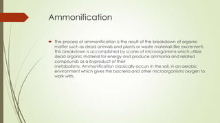 Ammonification
 The process of ammonification is the result of the breakdown of organic
matter such as dead animals and plants or waste materials like excrement.
This breakdown is accomplished by scores of microorganisms which utilize
dead organic material for energy and produce ammonia and related
compounds as a byproduct of their
metabolisms. Ammonification classically occurs in the soil, in an aerobic
environment which gives the bacteria and other microorganisms oxygen to
work with.
 