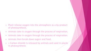 • Plant release oxygen into the atmosphere as a by-product
of photosynthesis.
• Animals take in oxygen through the process of respiration.
• Animals take in oxygen through the process of respiration.
• Animals then break down sugars and food.
• • Carbon dioxide is released by animals and used in plants
in photosynthesis
 