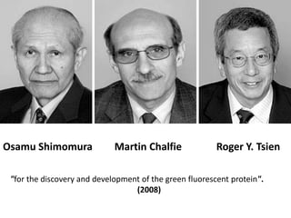 Osamu Shimomura<br />Martin Chalfie<br />Roger Y. Tsien<br />"for the discovery and development of the green fluorescent p...