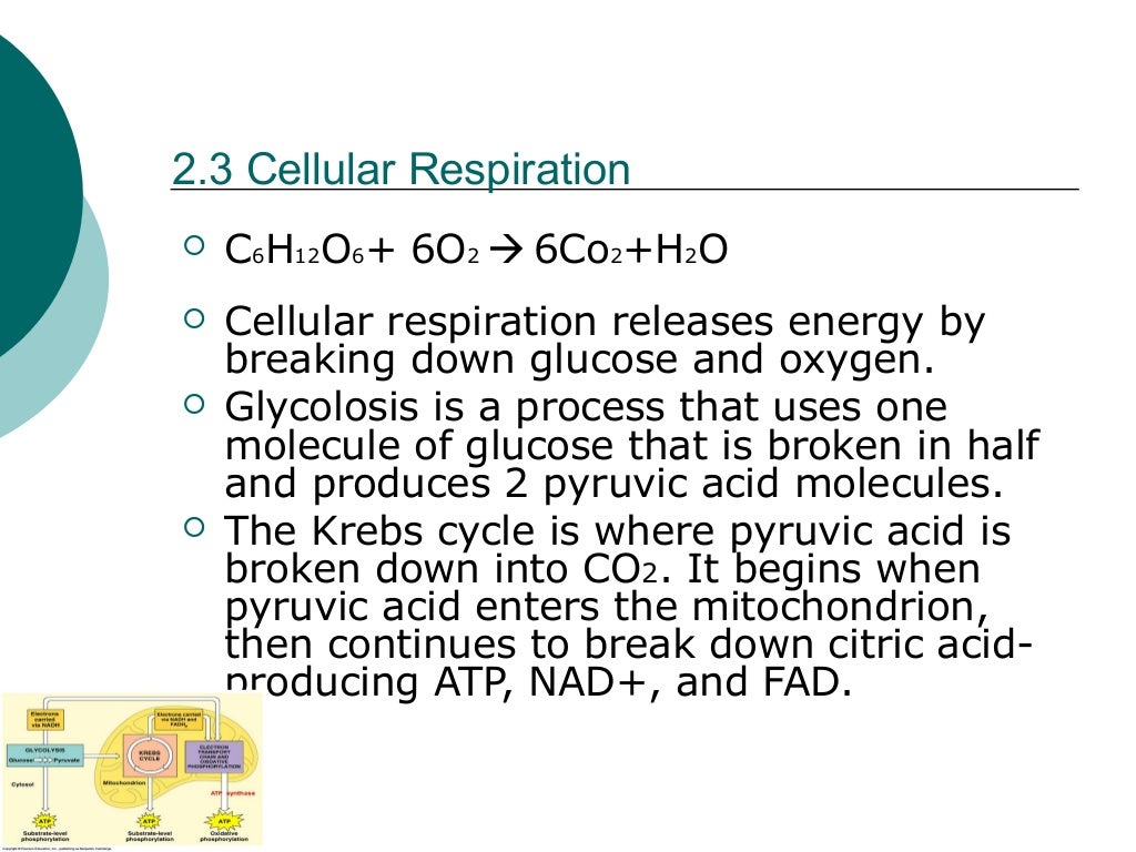 Biology Power Point