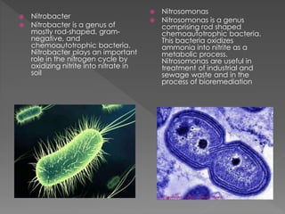 Chemoautotrophs and photosynthetic eubacteria | PPTX