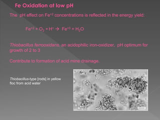 Chemoautotrophs and photosynthetic eubacteria | PPTX