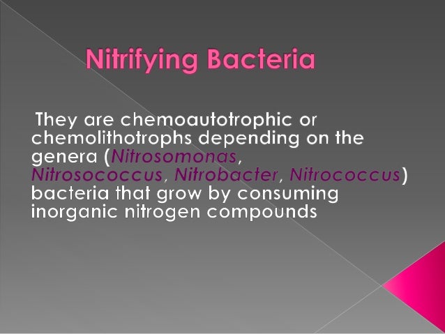 Chemoautotrophs and photosynthetic eubacteria