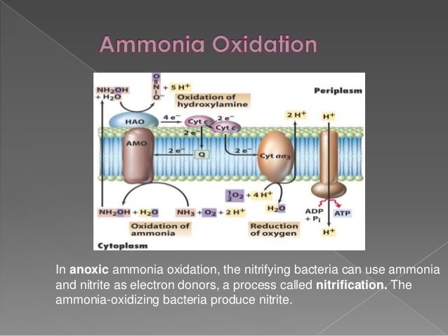 Chemoautotrophs and photosynthetic eubacteria