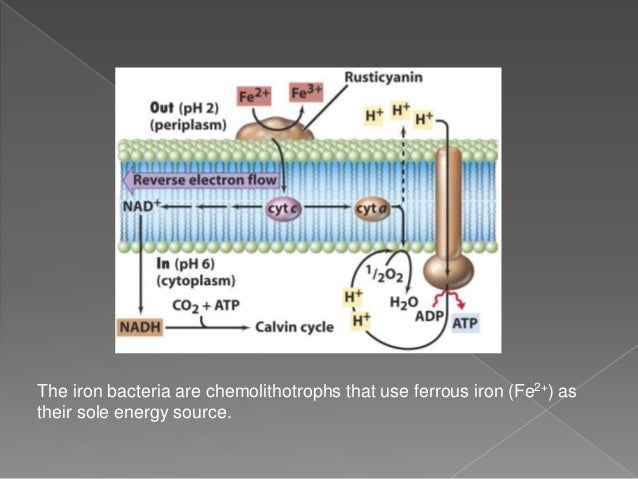 Chemoautotrophs and photosynthetic eubacteria