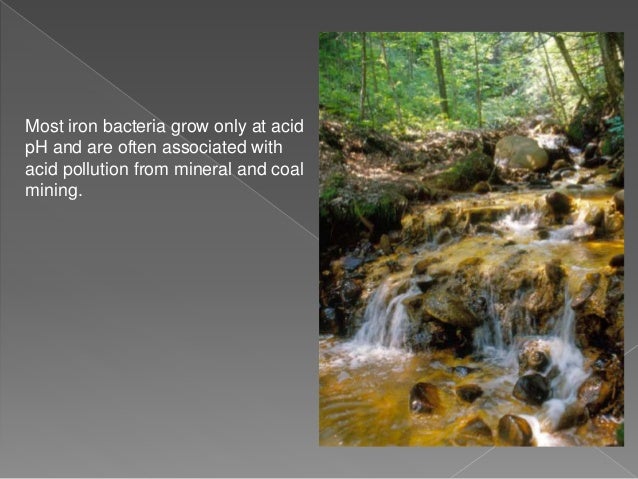 Chemoautotrophs and photosynthetic eubacteria