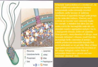 Schematic representationof a crowded cel . An
array of differentmoleculescan function
independentlyunderextremelycrowded
conditions, partly because of judicious
distributions of oppositelychargedpolargroups
onthe molecularsurfaces. H
owever, such
systems are insome ways extremely fragile.
Forexample, a mutationthat alters just one
amino acidinthe haemoglobin molecule can
stimulate massive aggregationandgive rise to
a fatalgenetic disease, sickle-cel anaemia.
Moregeneraly, manydisorders of oldage, most
famouslyAlzheimer’s disease, result fromthe
increasingly facile conversionof normal y
solubleproteinsintointractabledepositsthat
occur particularly as we get older M
any of these
aggregation processesinvolvethereversionof
the unique biological y active forms of
polypeptidechainsintoa genericand non-
functional ‘ chemical’ form
 