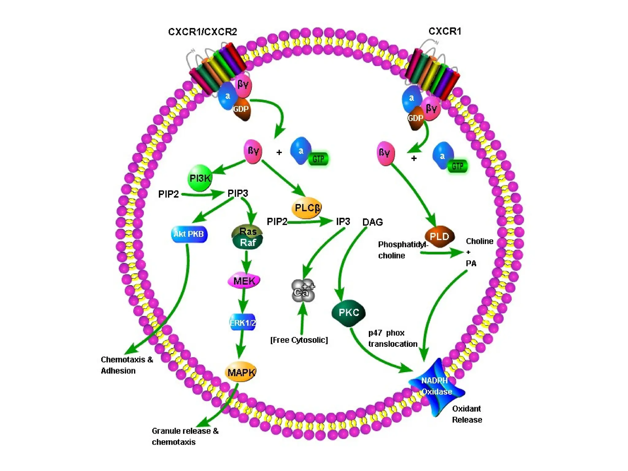 Chemokine and Chemokine Receptors and their pathways | PPTX