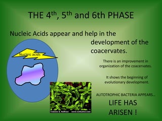 THE 4th, 5th and 6th PHASENucleic Acids appear and help in the 							development of the 					coacervates.Nucleic acidsThere is an improvement in organization of the coacervates.It shows the beginning of evolutionary development.AUTOTROPHIC BACTERIA APPEARS…LIFE HAS ARISEN !