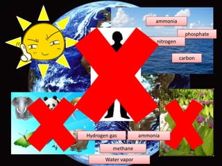 ammoniaphosphatenitrogencarbonammoniaHydrogen gasmethaneWater vapor