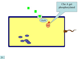 Chemotaxis | PPT