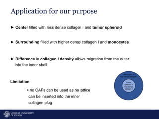 Tumor
spheroid +
less dense
collagen I
Application for our purpose
15
► Center filled with less dense collagen I and tumor spheroid
► Surrounding filled with higher dense collagen I and monocytes
► Difference in collagen I density allows migration from the outer
into the inner shell
Limitation
▹no CAFs can be used as no lattice
can be inserted into the inner
collagen plug
Monocytes +
high dense collagen I
 