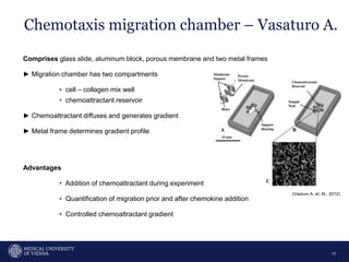 Chemotaxis migration chamber – Vasaturo A.
17
Comprises glass slide, aluminum block, porous membrane and two metal frames
► Migration chamber has two compartments
▹ cell – collagen mix well
▹ chemoattractant reservoir
► Chemoattractant diffuses and generates gradient
► Metal frame determines gradient profile
Advantages
▹ Addition of chemoattractant during experiment
▹ Quantification of migration prior and after chemokine addition
▹ Controlled chemoattractant gradient
(Vasturo A. et. Al., 2012)
 