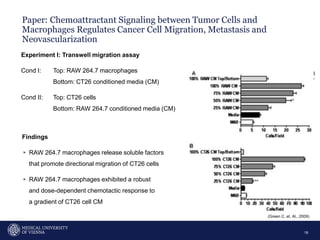 Paper: Chemoattractant Signaling between Tumor Cells and
Macrophages Regulates Cancer Cell Migration, Metastasis and
Neovascularization
18
Experiment I: Transwell migration assay
Cond I: Top: RAW 264.7 macrophages
Bottom: CT26 conditioned media (CM)
Cond II: Top: CT26 cells
Bottom: RAW 264.7 conditioned media (CM)
Findings
▹ RAW 264.7 macrophages release soluble factors
that promote directional migration of CT26 cells
▹ RAW 264.7 macrophages exhibited a robust
and dose-dependent chemotactic response to
a gradient of CT26 cell CM
(Green C. et. Al., 2009)
 