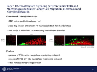 Paper: Chemoattractant Signaling between Tumor Cells and
Macrophages Regulates Cancer Cell Migration, Metastasis and
Neovascularization
19
Experiment II: 3D migration assay
▹ CT26 cells embedded in collagen I gel
▹ place drop-wise on a fibronectin (10 mg/ml) coated Lab-Tek chamber slides
▹ after 7 days of incubation: 15–30 randomly selected fields evaluated
Findings
▹ presence of CT26: active macrophage invasion into collagen I
▹ absence of CT26: only little macrophage invasion into collagen I
▹ 8-fold increase in macrophage invasion
(Green C. et. Al., 2009)
 